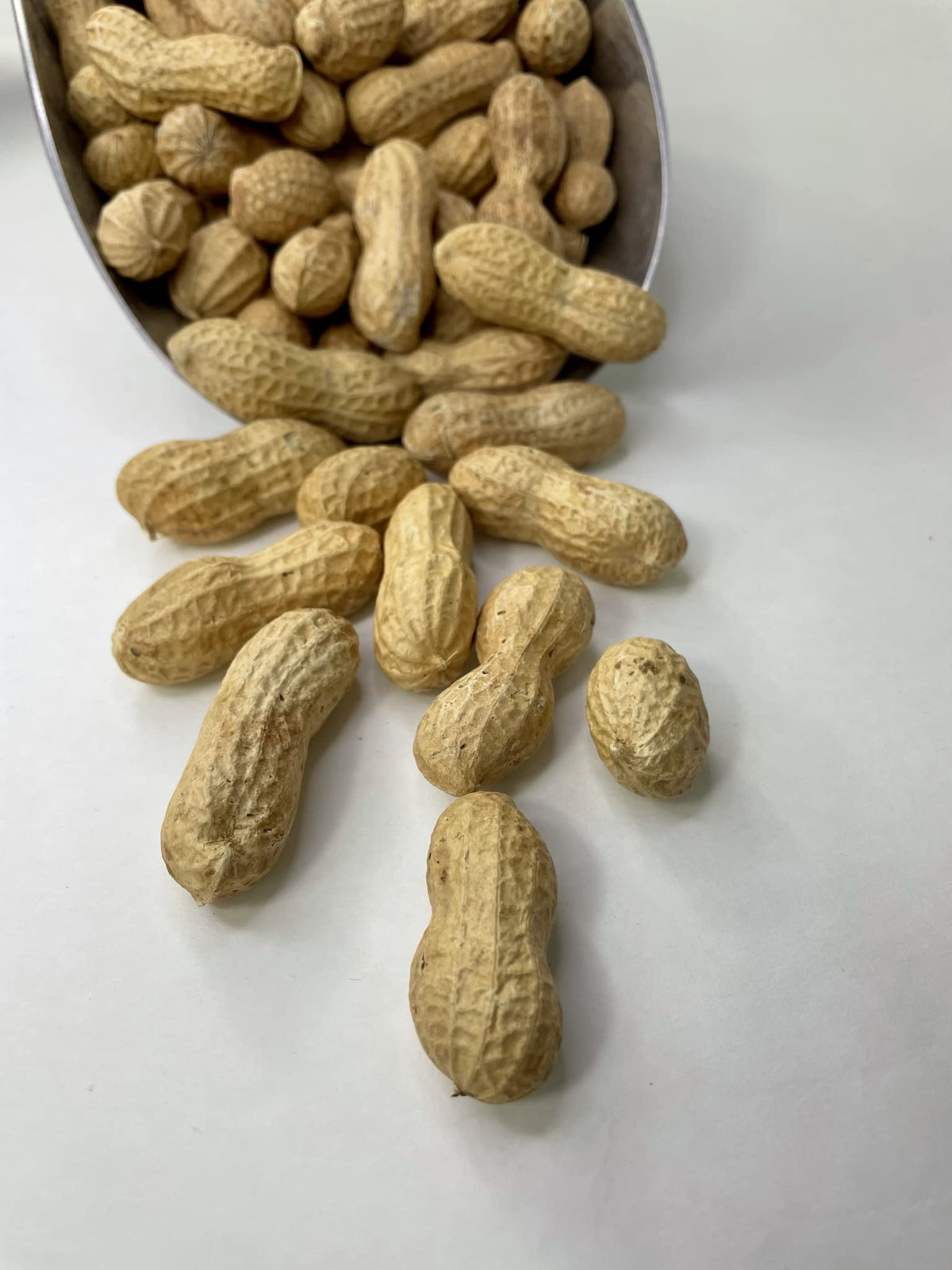 Raw Peanuts in Shell 10LB J4769