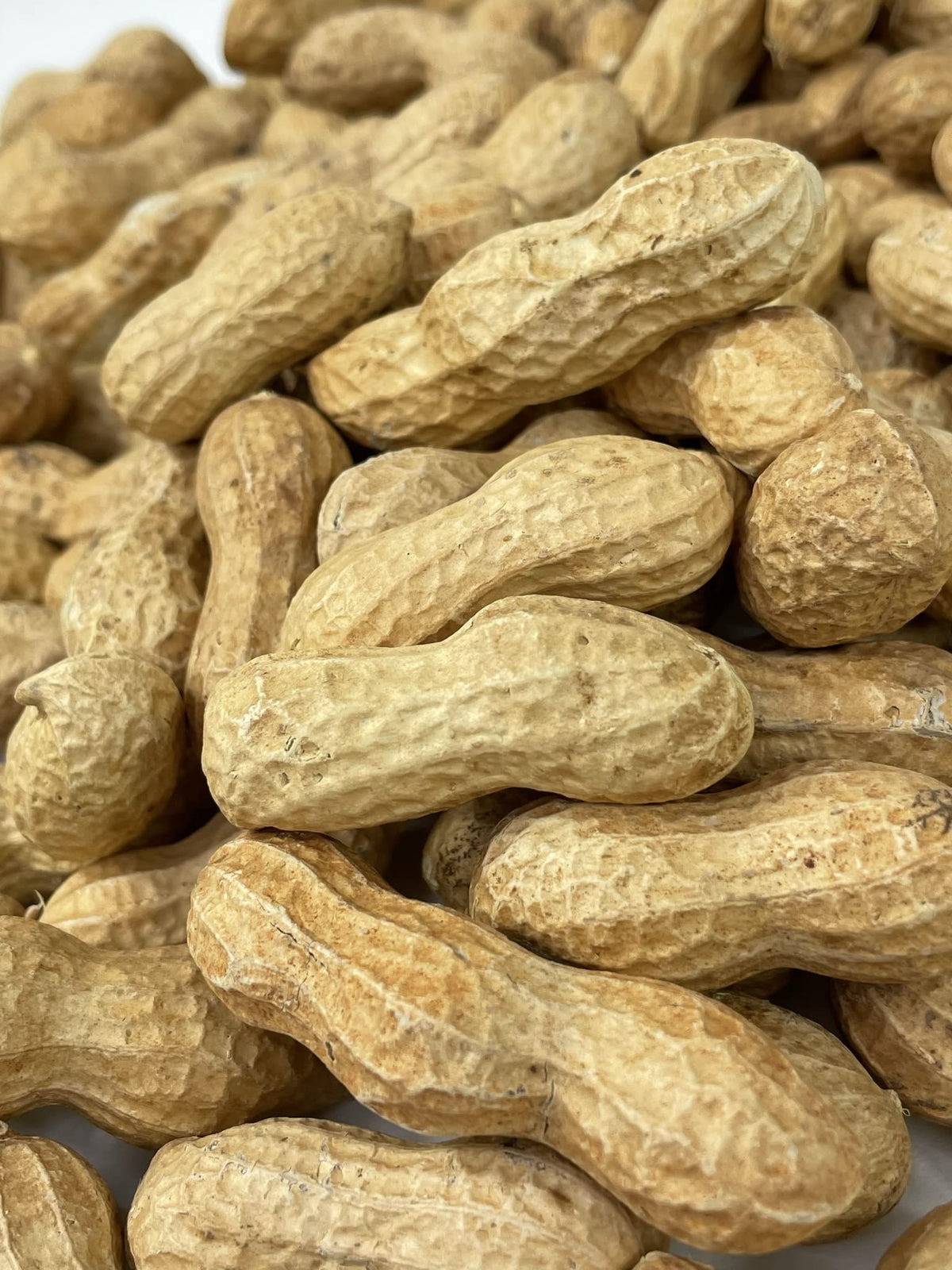 Raw Peanuts in Shell 10LB J4769